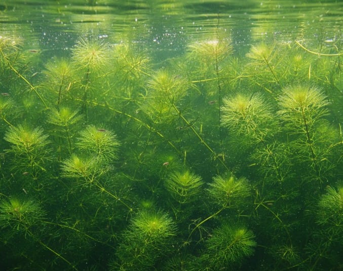 Plantas acuáticas Cola de Zorra (Ceratophyllum demersum) en acuario, mostrando su crecimiento sumergido y hojas finas.