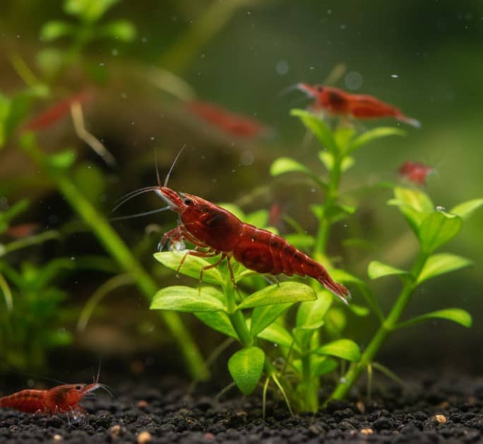 camarón red cherry en ciclado del acuario como especie resistente